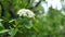 White flower cluster and leaves of Black Elder plant during spring season, 4K