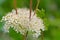 White flower cluster of meadowsweet