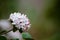 White Flower Cluster, Viburnum Flower Background
