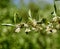 White flower clusters and green leaves of autumn olive bush