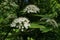 White flower clusters of Wayfaring Tree, latin name Viburnum Lantana