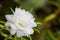 White flower,Common Purslane, portulaca flowers, Verdolaga, Pigweed.