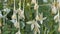 White flower of Cork Tree