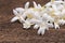 white flower of Cork Tree, Indian Cork (Millingtonia hortensis L