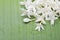 white flower of Cork Tree, Indian Cork (Millingtonia hortensis L