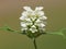 White flower of cutleaf selfheal. Prunella laciniata