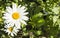 White flower daisy - Bellis perennis
