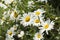 White flower daisy - Bellis perennis