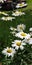 White flower Daisy fully bloom
