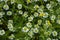 White flower daisy macro blossom