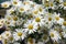 White flower daisywheel