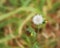 White flower dandelion