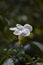 White flower in dark and unfocused nature background