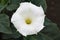 The white flower Datura