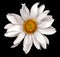White flower of a decorative sunflower Helinthus isolated