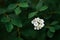 White flower in dense foliage. The symbol of hope. The symbol of bright ideas.
