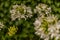 White flower detail, detail of the inflorescence