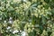 White flower of Devil tree  Alstonia scholaris , blooming pungent flowers on tree.