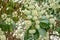 White flower of Devil tree  Alstonia scholaris , blooming pungent flowers on tree.