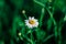 White flower with dewdrops on a green background