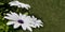 White flower of dimorphotheca ecklonis.Plant with water drops on petals