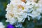 White flower and drops of wate close up