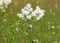 White flower of Dropwort, Filipendula vulgaris