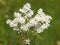 White flower of Dropwort, Filipendula vulgaris