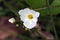 White flower Echinodorus grandiflorus