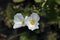 White flower Echinodorus grandiflorus