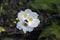 White flower Echinodorus grandiflorus