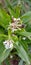 White flower of a evergreen shurb in the forest.