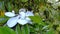 White flower of ficus elastica tree. Close-up.