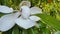 White flower of ficus elastica tree. Close-up.