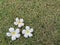 White flower on field