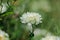 White flower fields, Dendranthema morifolium, cultivated in the highlands of Thailand