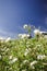 White flower fields, Dendranthema morifolium, cultivated in the highlands of Thailand