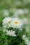 White flower fields, Dendranthema morifolium, cultivated in the highlands of Thailand