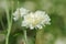 White flower fields, Dendranthema morifolium, cultivated in the highlands of Thailand