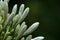 White flower flourishing close up, Agapanthus blooming