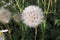 White FLOWER   flowers grass spring meadow view park