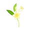 White Flower of Frangipani or Plumeria with Oval Petals and Lanceolate Leaf on Green Stem Vector Illustration