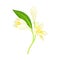 White Flower of Frangipani or Plumeria with Oval Petals and Lanceolate Leaf on Green Stem Vector Illustration