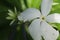 White flower in the garden. reeds in the wind in the meadow