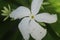 White flower in the garden. reeds in the wind in the meadow