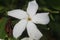 White flower in the garden. reeds in the wind in the meadow