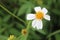 White flower in the garden. reeds in the wind in the meadow