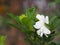 white flower Gardenia jasminoides cape jasmine, jessamine or jasmin blooming with shiny green leaves and heavily fragrant in