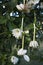 White flower of Gardenia thunbergi