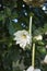 White flower of Gardenia thunbergi